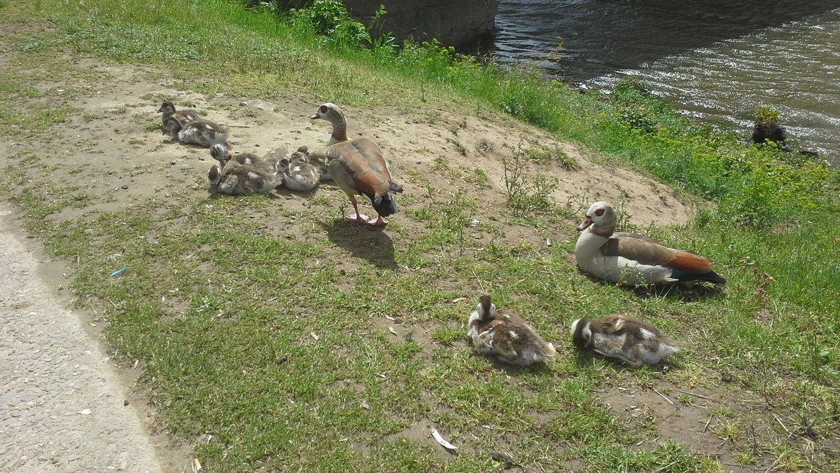 <a href="/DailyPicTheme2/">Daily Picture Theme</a> Tomorrow’s theme will be ‘Hedgehog'
#DailyPictureTheme #Goose