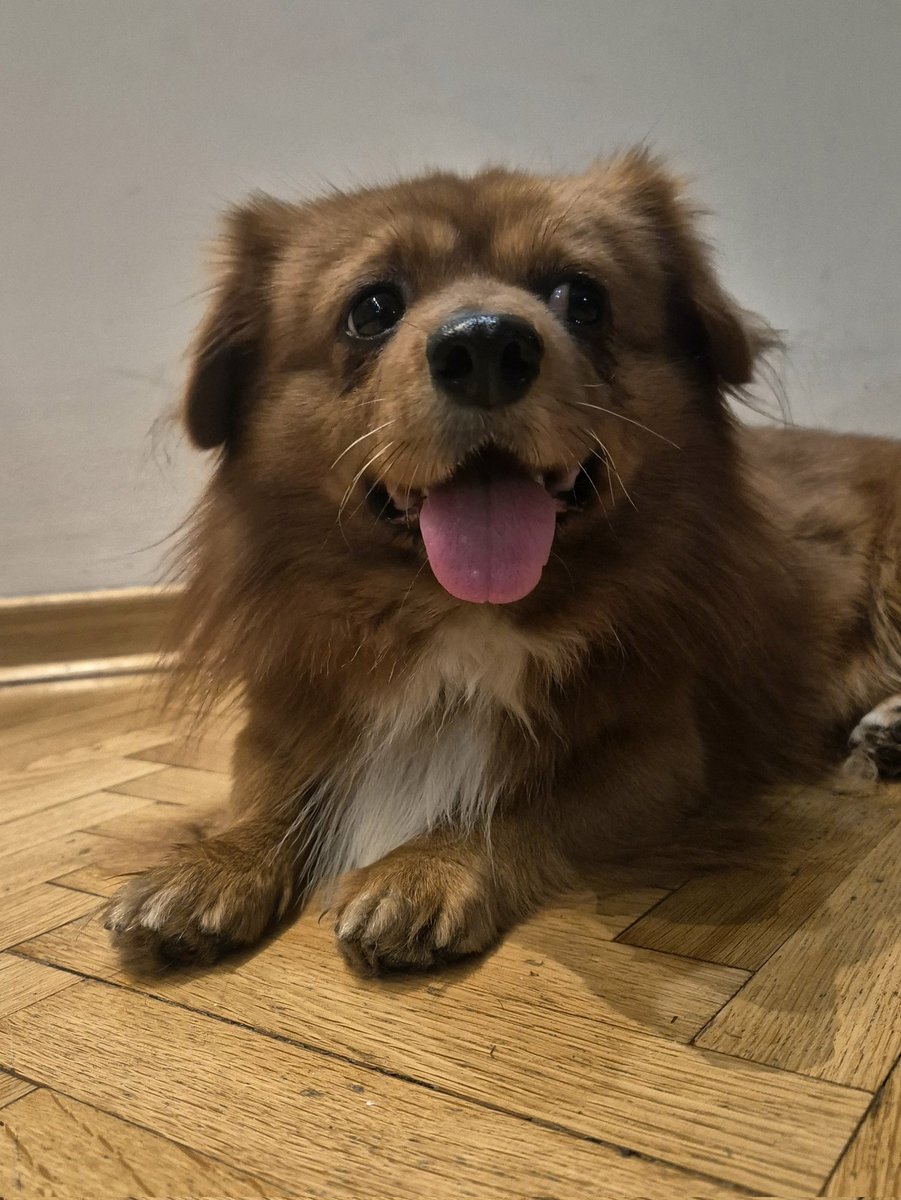 TREBA MI POMOĆ da pronađem vlasnika ovog psa! Molim vas da delite! Pronađen je u Peđe Milosavljevića na Bežanijskoj kosi. Uredan, vaspitan, kućni pas. Neko sigurno plače za njim. Čipovan,ali čip nije nigde registrovan. Zdrav, sa kućnim navikama. Pls help!