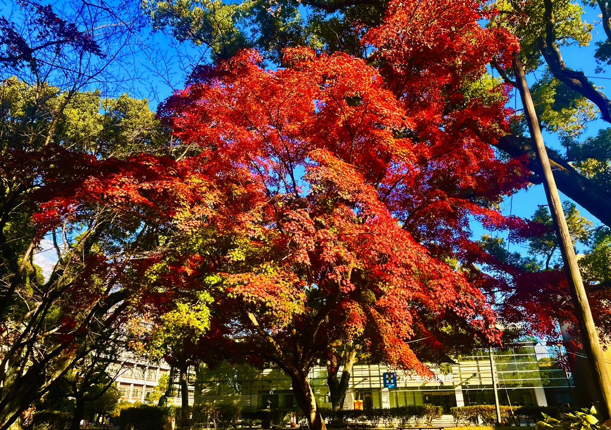 Kurokami Campus again!