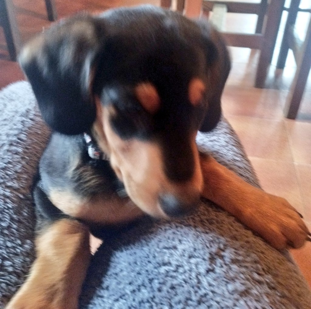 Cuccioli crescono.
6.9 kg di amore.
#Cleto #3mesi