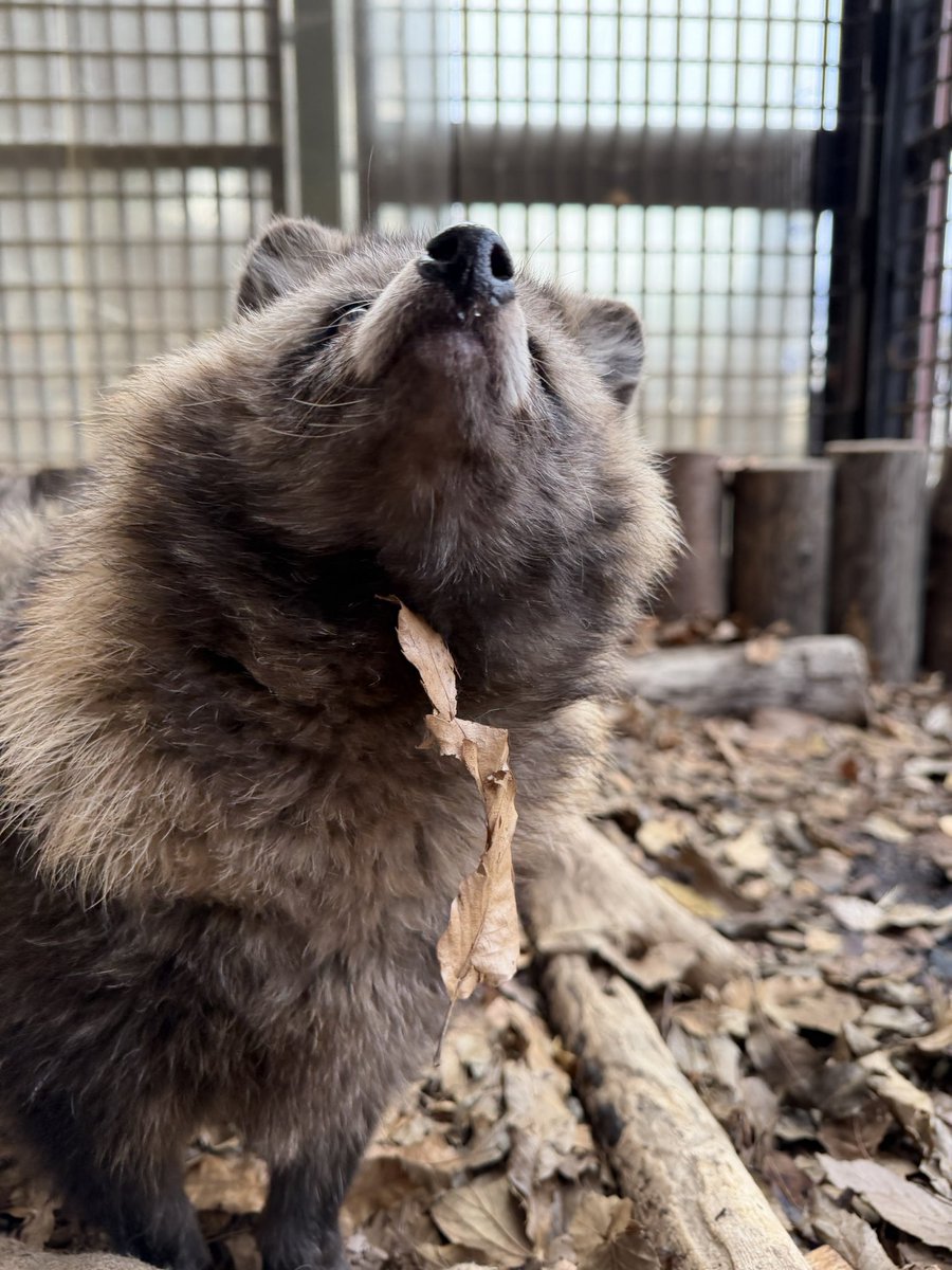 本日もありがとうございました！

#ホンドタヌキ　の　#ふき♀
顎に落ち葉ついていますよ🍂

今夜は、寒波がくる予報です。
みなさん暖かい服装でお過ごし下さい。
それではおやすみなさい💤
#須坂市動物園
#須坂市