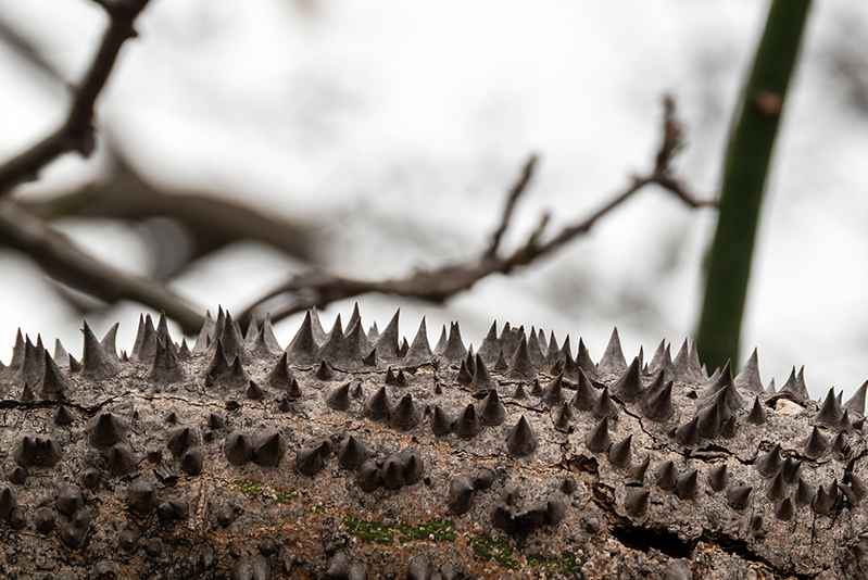 loj5407's tweet photo. Close-up of Brazilian kapok tree thorns.
#speciosa #ceiba #branch #tree #nature #closeup #ceiba #speciosa #sharp #spikes https://t.co/U4UlMl1sr0