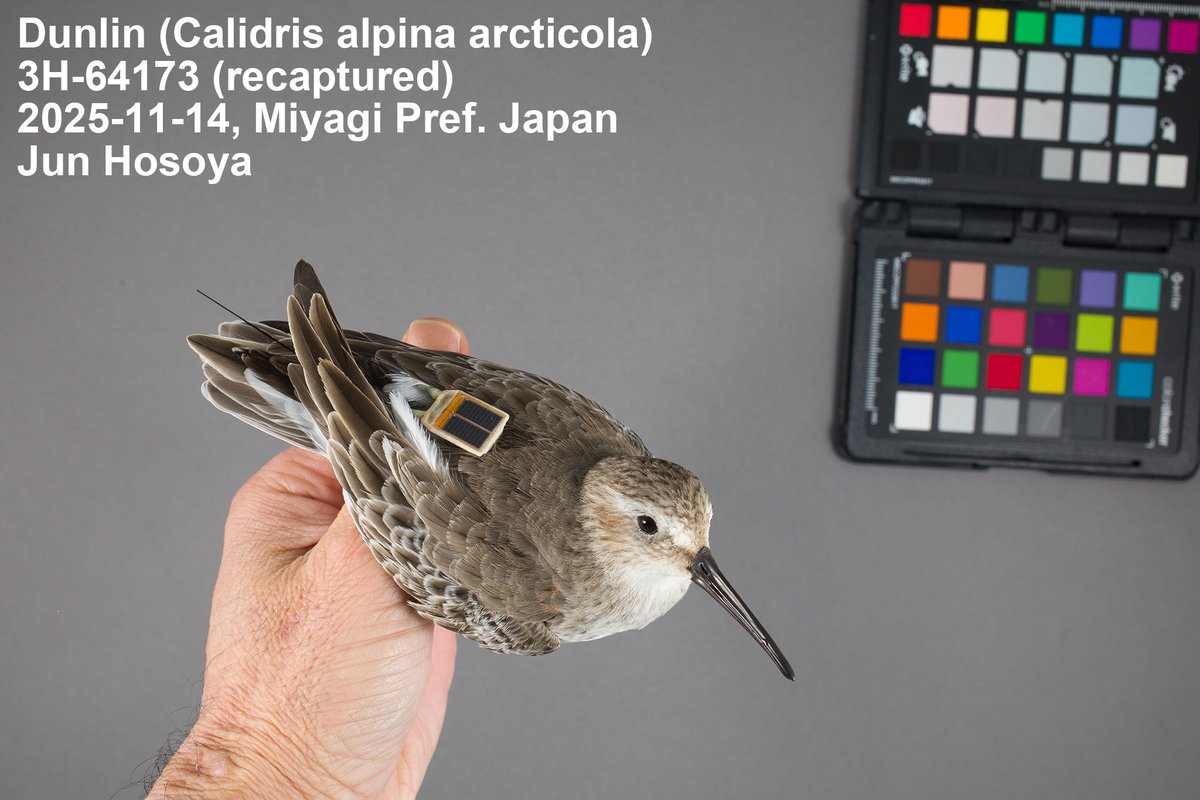 Jun Hosoya tweet media