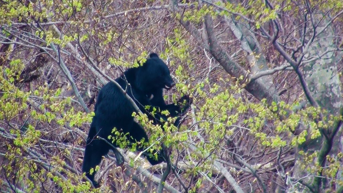 ◤クマによる人身被害の増加と対応への現状認識を整理しました◢

各地のクマによる人身被害で、被害にあわれたご本人さまやご家族さまに心よりお悔やみとお見舞い申し上げます。

NACS-Jでは、クマによる人身被害の増加とその対応状況について現状の認識を整理しました。

nacsj.or.jp/statement/5860…