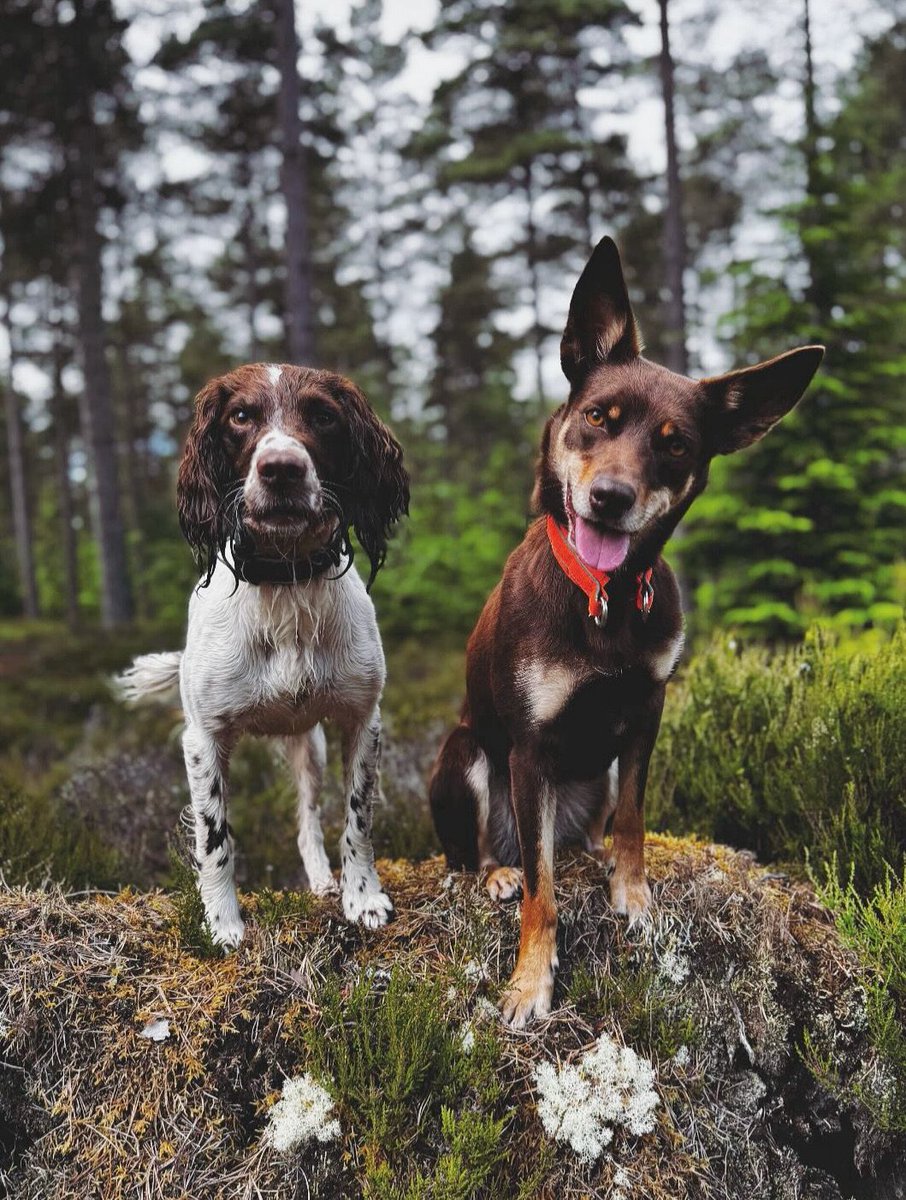We have some very exciting new colleagues joining our team in the North East!

<a href="/Vk9consultant/">ConservationK9sUK</a> have been training two dogs to alert to the scent of grey squirrels. Read the blog to find out more about our new team and their roles: scottishsquirrels.org.uk/2025/12/03/paw…

📷 Elisabeth Welbourn