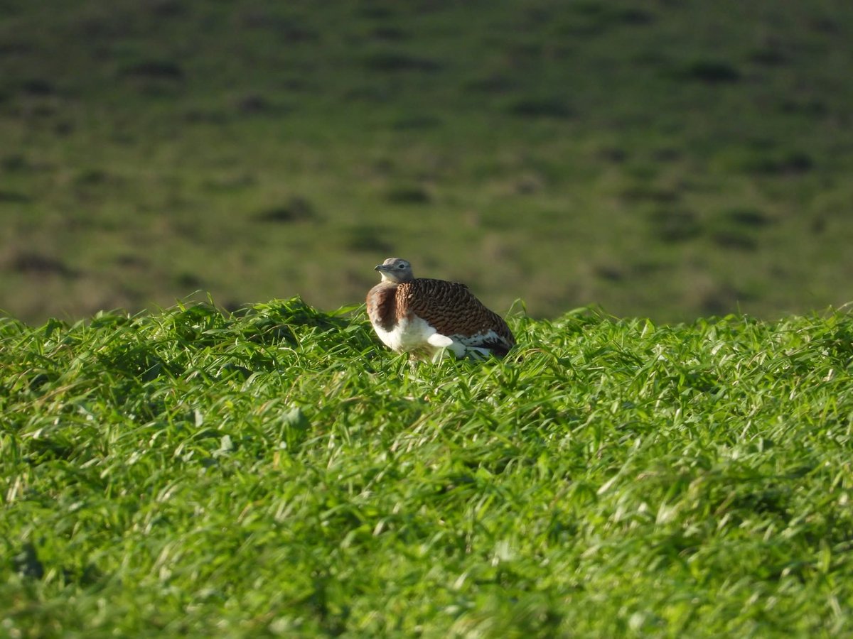 Great Bustard Group tweet media