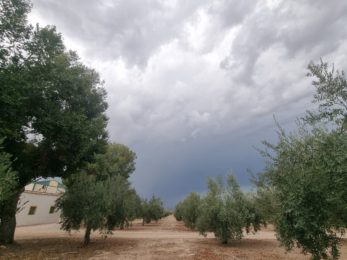 Buenos días desde nuestro Cortijo Virgen de los Milagros (Jaén, Andalucía)💚