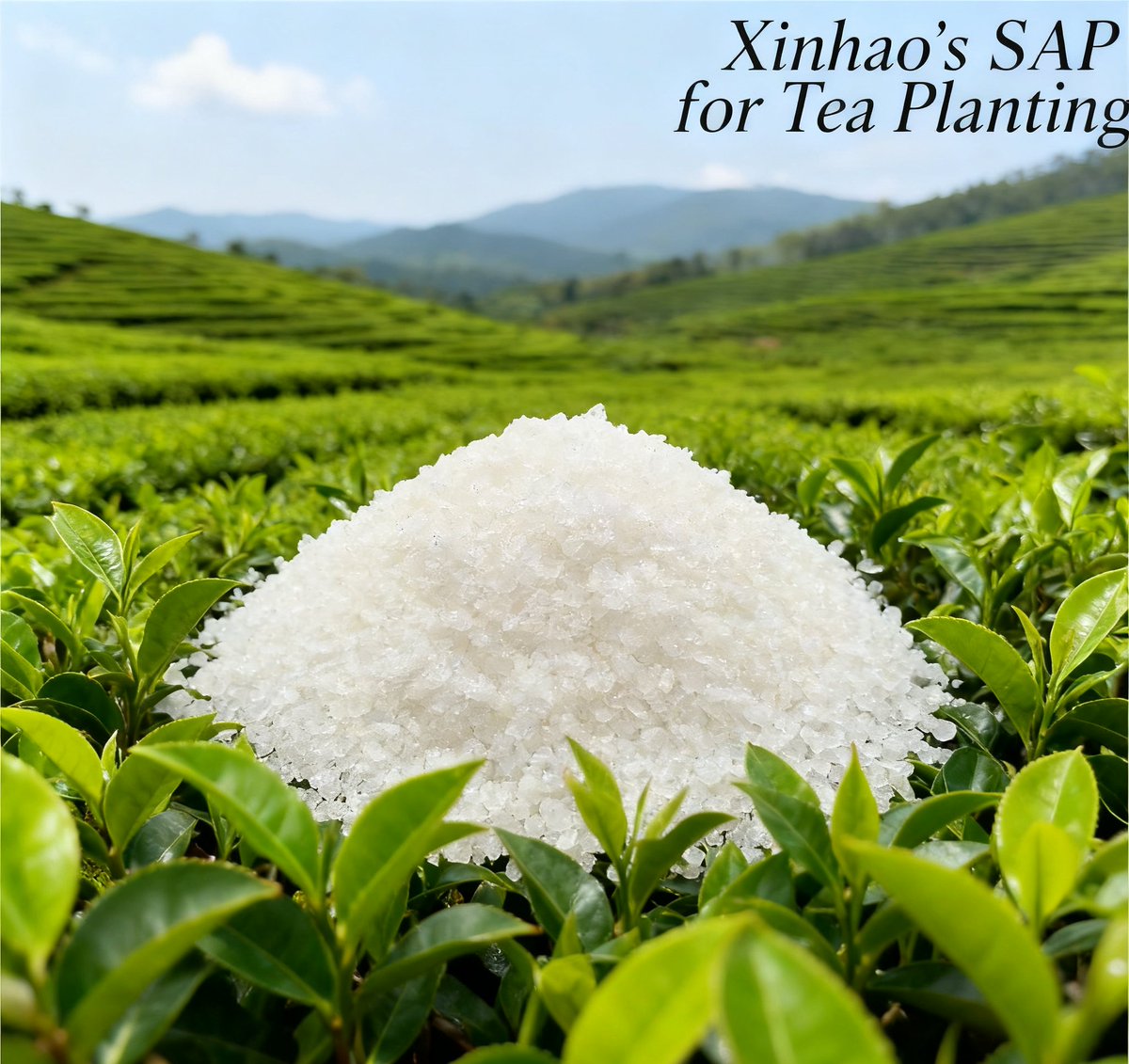 Thea8686's tweet photo. Proud to highlight Xinhao’s game-changing agricultural SAP—transforming global tea cultivation since 2009!
Our SAP, boosting seedling survival by 24%, tea amino acid content by 10%, and cutting irrigations by 30%—even in droughts. Non-toxic, biodegradable, and trusted worldwide. https://t.co/Yn2aE5V6h5