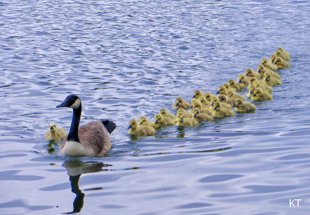 <a href="/DailyPicTheme2/">Daily Picture Theme</a> Goose. And then some!
#DailyPictureTheme 
#Goose