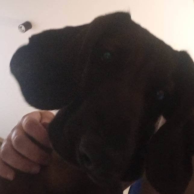 Epoka Lodowcowa tweet media