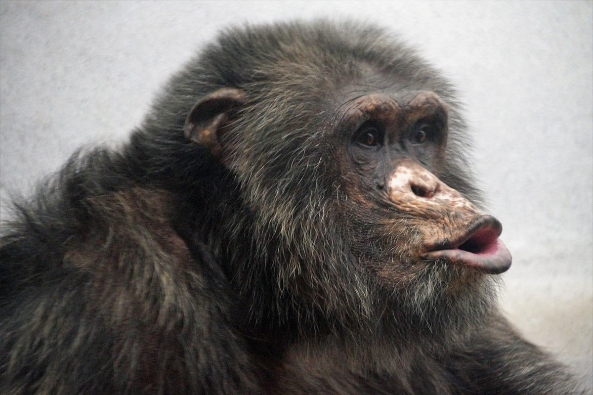 Vetitude's tweet image. 🐒🧠 #Neurosciences : certaines zones de notre cortex auditif réagissent spécifiquement… aux vocalisations de #chimpanzés, nos plus proches cousins

ow.ly/aLsu50XAvtI