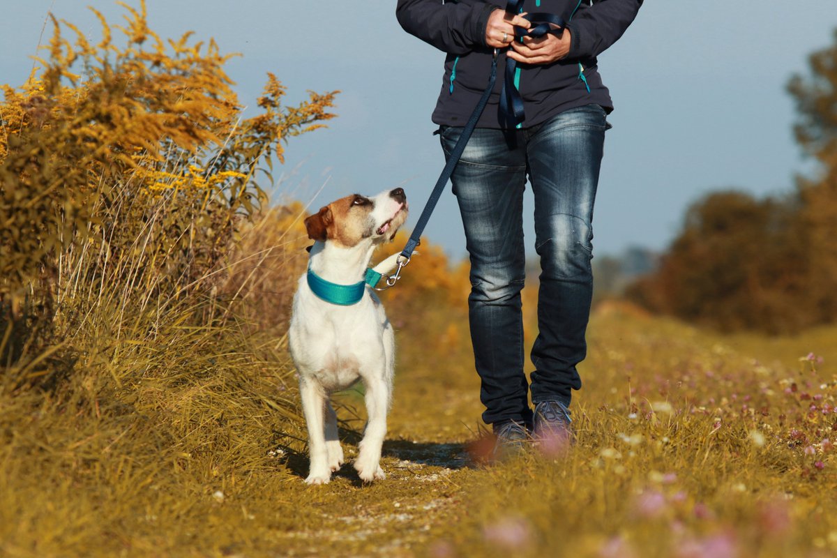 RoyalHolloway's tweet photo. Protecting nature by keeping dogs’ paws on the path 🐾

Dr Becky Thomas (@BeckyMicrocebus), an urban ecologist from @RHULBioSci, is currently looking into the impact of dog walking on lowland heath environments. 

Read more: https://t.co/EjdmotTYRv https://t.co/lSTefjiwvo