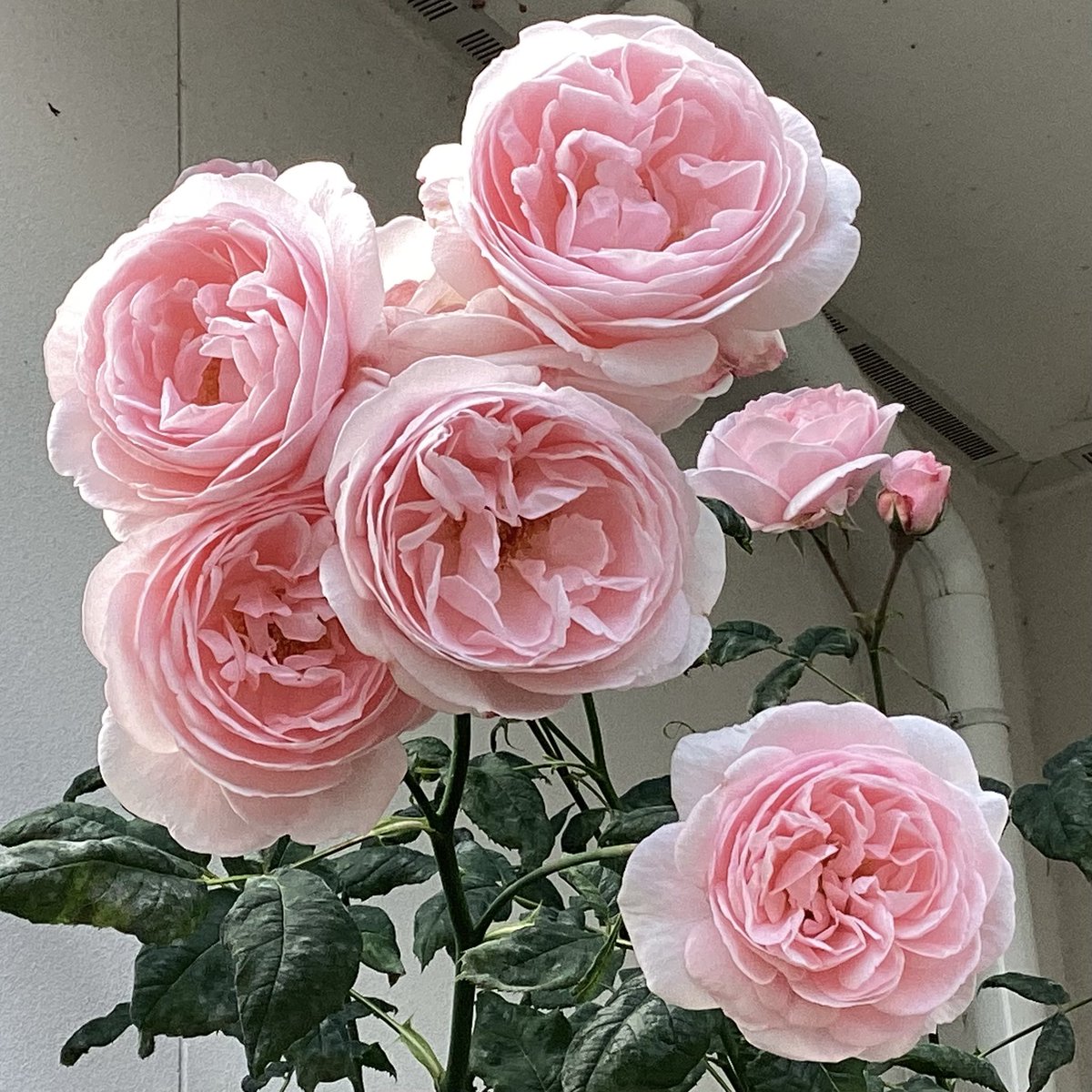 Angela13403240's tweet photo. #RoseWednesday 
#December2025 
#Beautifulmemory 

Wish you a peaceful Wednesday☂️🍂🍁🎶☕️

/They are highlights from this summer🌹/ https://t.co/Fo4yXaWxhU