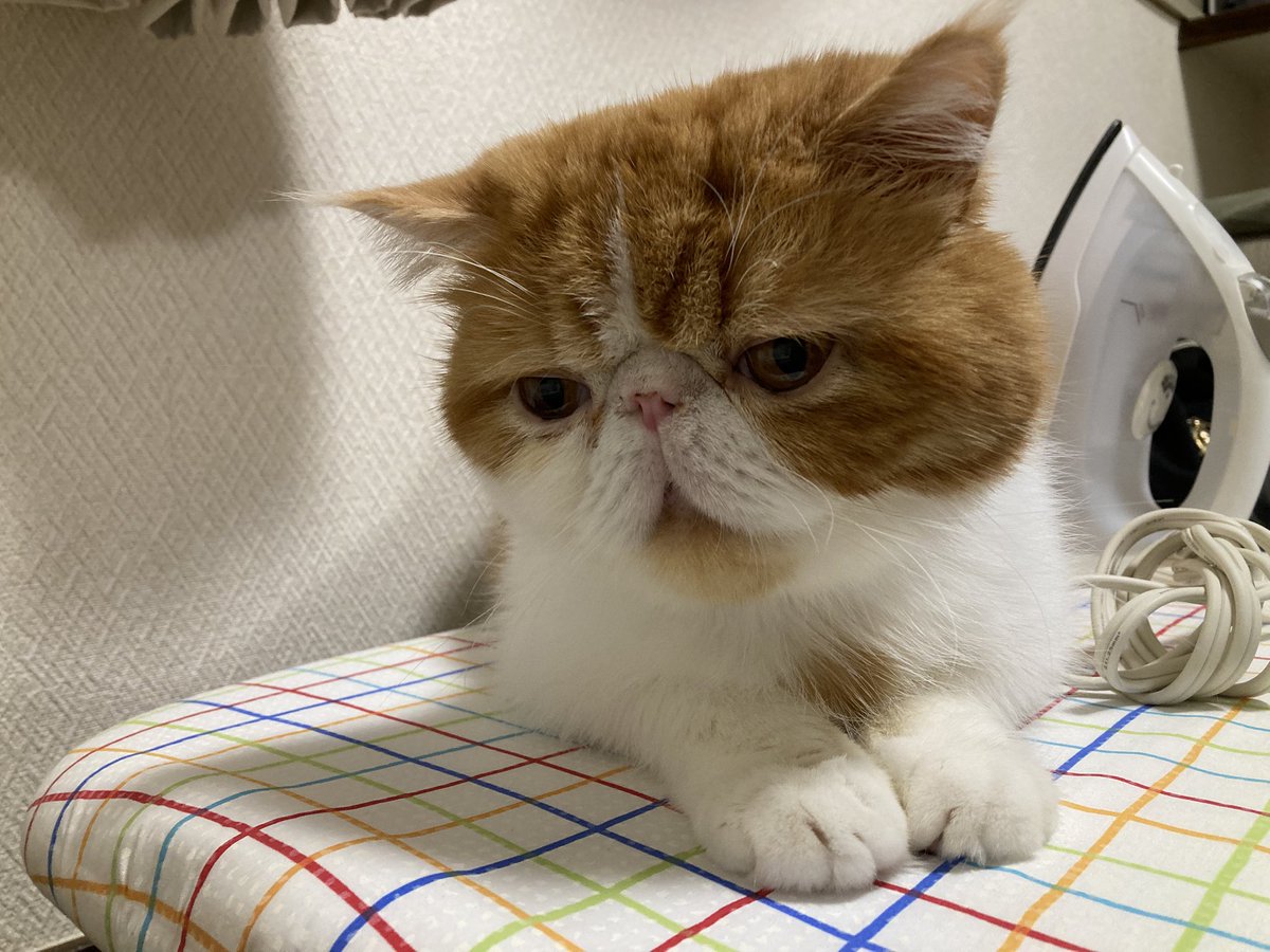 我が家のネッコ様たち (@Cafesuk1suk1) / Posts and Replies / X