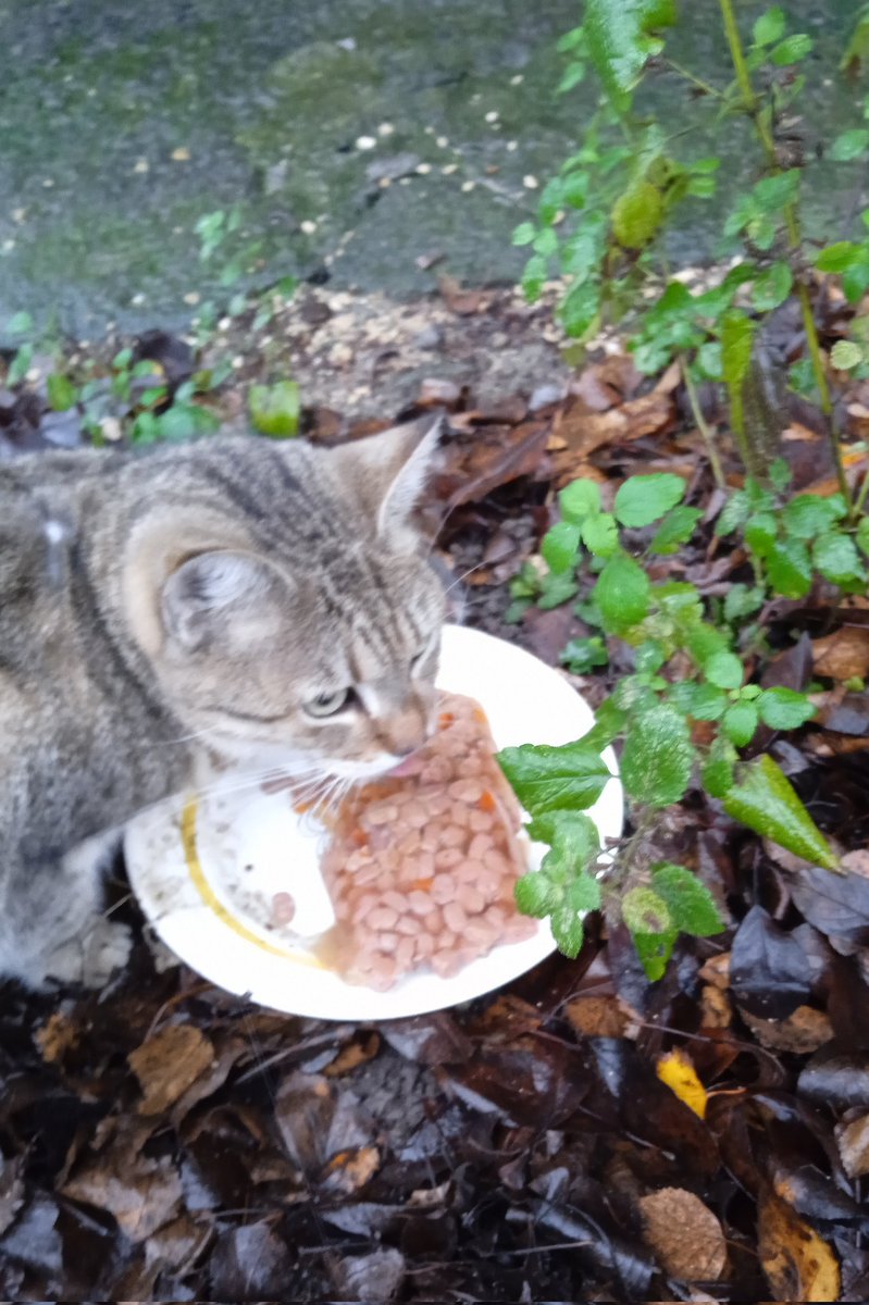 ❗️БУДЬ ЛАСКА: ЛАЙК/РЕТВІТ! 

Я дуже прошу взаємодії з постом, бо враження, що я в якомусь бані і моїх постів не видно.

Щодня я годую вуличних тварин. Зараз, коли на вулиці  вже зима, достатньо прохолодно, дощить, допомога потрібна як ніколи:
send.monobank.ua/jar/8nRA15rHNt

Дякую!
