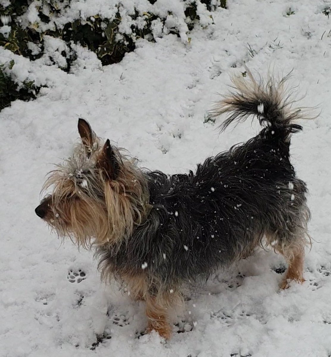 Today me is membering mine hamsomes bestie, Rupert George 🥹🌈🐶🐾…semding luff and cwtches to hims m&amp;d amd babby Jack 🥹 <a href="/jennystape/">JACK BovverBoy 🐾</a>