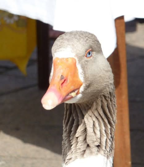 <a href="/DailyPicTheme2/">Daily Picture Theme</a> #goose he is judging you!
