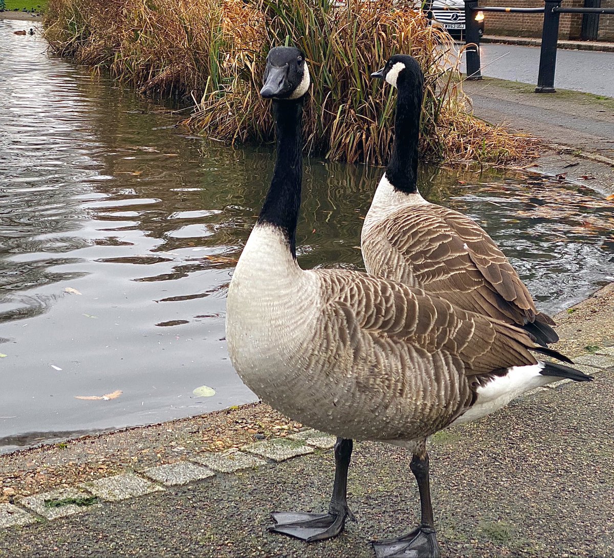 #Goose #DailyPictureTheme <a href="/DailyPicTheme2/">Daily Picture Theme</a>