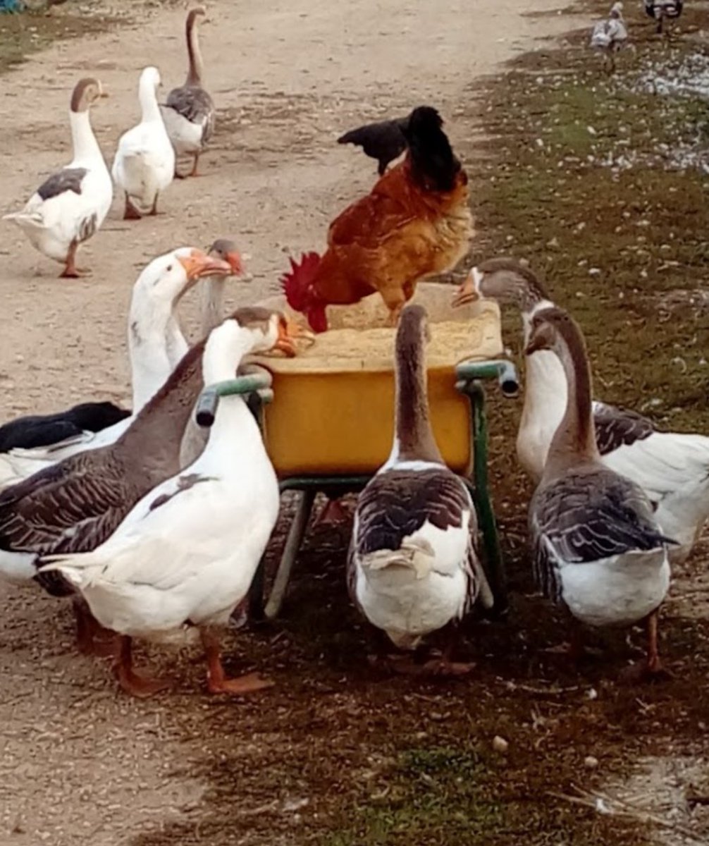 <a href="/DailyPicTheme2/">Daily Picture Theme</a> #Goose
They are really  "geese" : the rooster eats and they watch....
#DailyPictureTheme