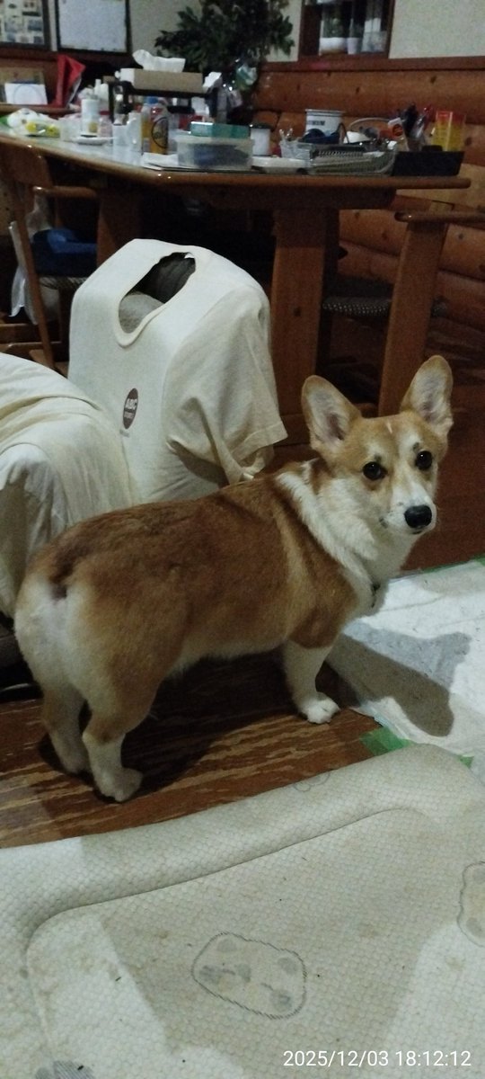 蘭ちゃんのシャンプー終わって自宅に戻ってからコギズ達の遊び場のネットと杭の撤去をしました。
あまり降られると片付けるのが大変になるので・・😆

蘭ちゃんはモフモフになってポッコリしました。(^_^;)💕