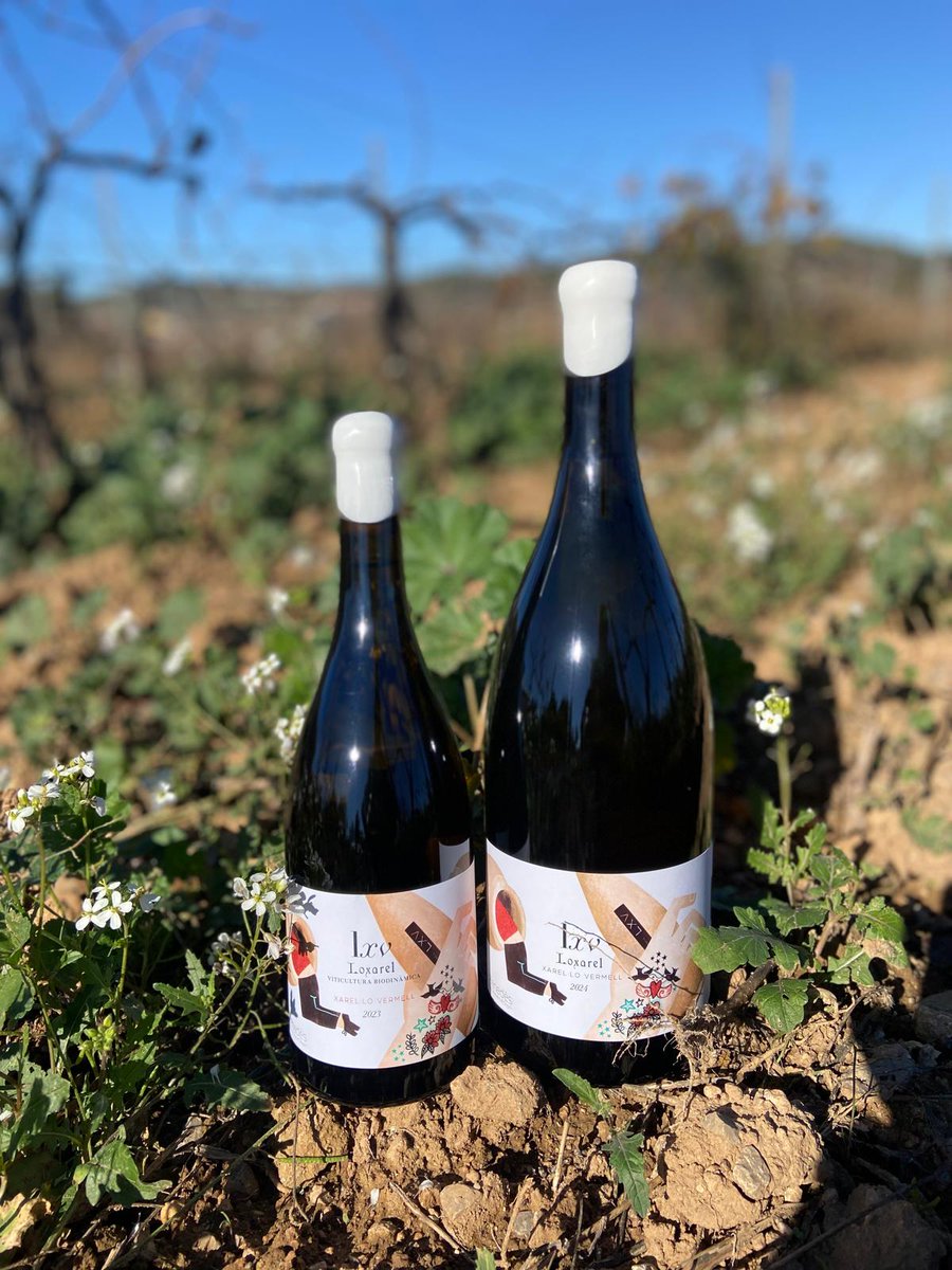 LXV, ara en format MAGNUM d’edició limitada!
S’acosten  dies de recolliment i retrobaments, d’àpats que s’allarguen i converses que brillen ✨. El format #MAGNUM d’aquest blanc de Xarel.lo  Vermell és perfecte per compartir temps  pausat en bona companyia 🥂 <a href="/dopenedes/">DO Penedès</a>