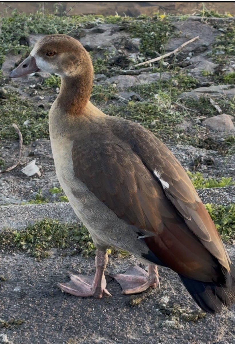 <a href="/DailyPicTheme2/">Daily Picture Theme</a> A beautiful Egyptian #goose on the banks of the #Rhine #DailyPictureTheme
