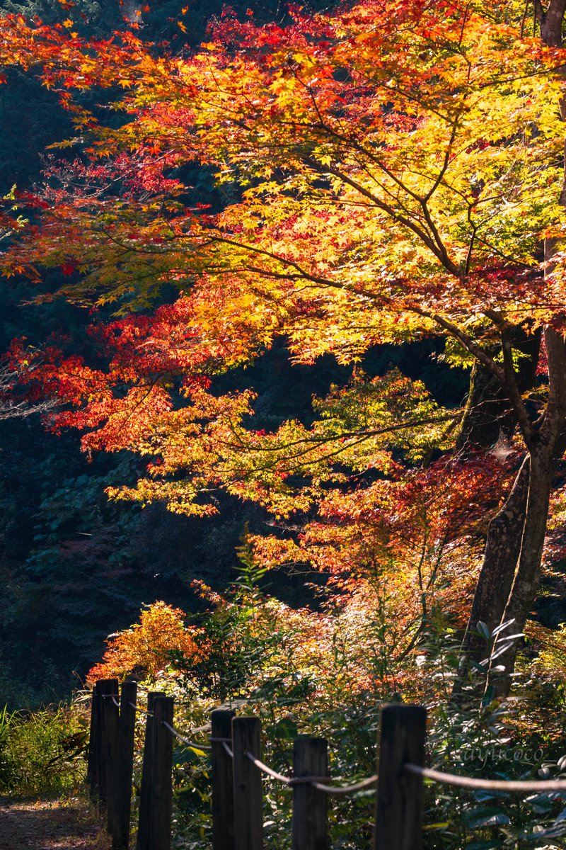 お身体 お大事に

お過ごしください𓂃𓈒𓂂𓇬

#紅葉
#NaturePhotography