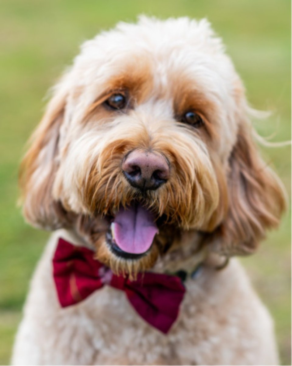 models_direct's tweet image. Pet Model Walter
Goldendoodle
Walter is a 4.5 year old miniature Goldendoodle, approx 17.5kg in weight and is neutered. He is friendly, knows basic commands and is obedient.

#modelsdirect #petmodel #bookamodel #clients #bookings #portfolio #images #modellingagency #goldendoodle