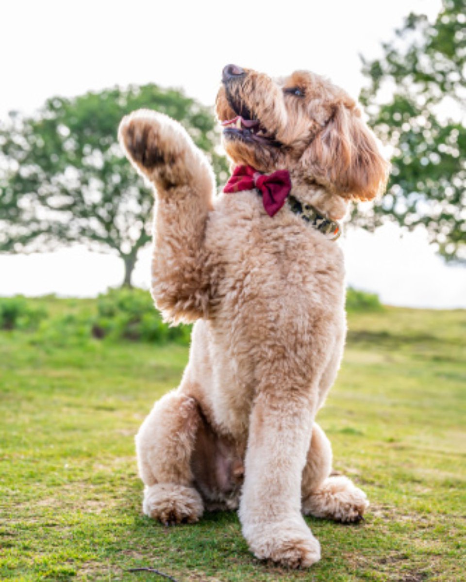 models_direct's tweet image. Pet Model Walter
Goldendoodle
Walter is a 4.5 year old miniature Goldendoodle, approx 17.5kg in weight and is neutered. He is friendly, knows basic commands and is obedient.

#modelsdirect #petmodel #bookamodel #clients #bookings #portfolio #images #modellingagency #goldendoodle
