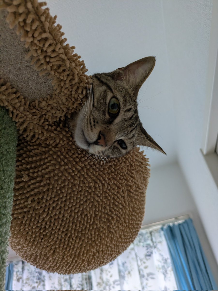 ジロー様 ホワイツブーツ] WHITE'S BOOTS 2332-C SEMI DRESS 9338 Last ブラウン