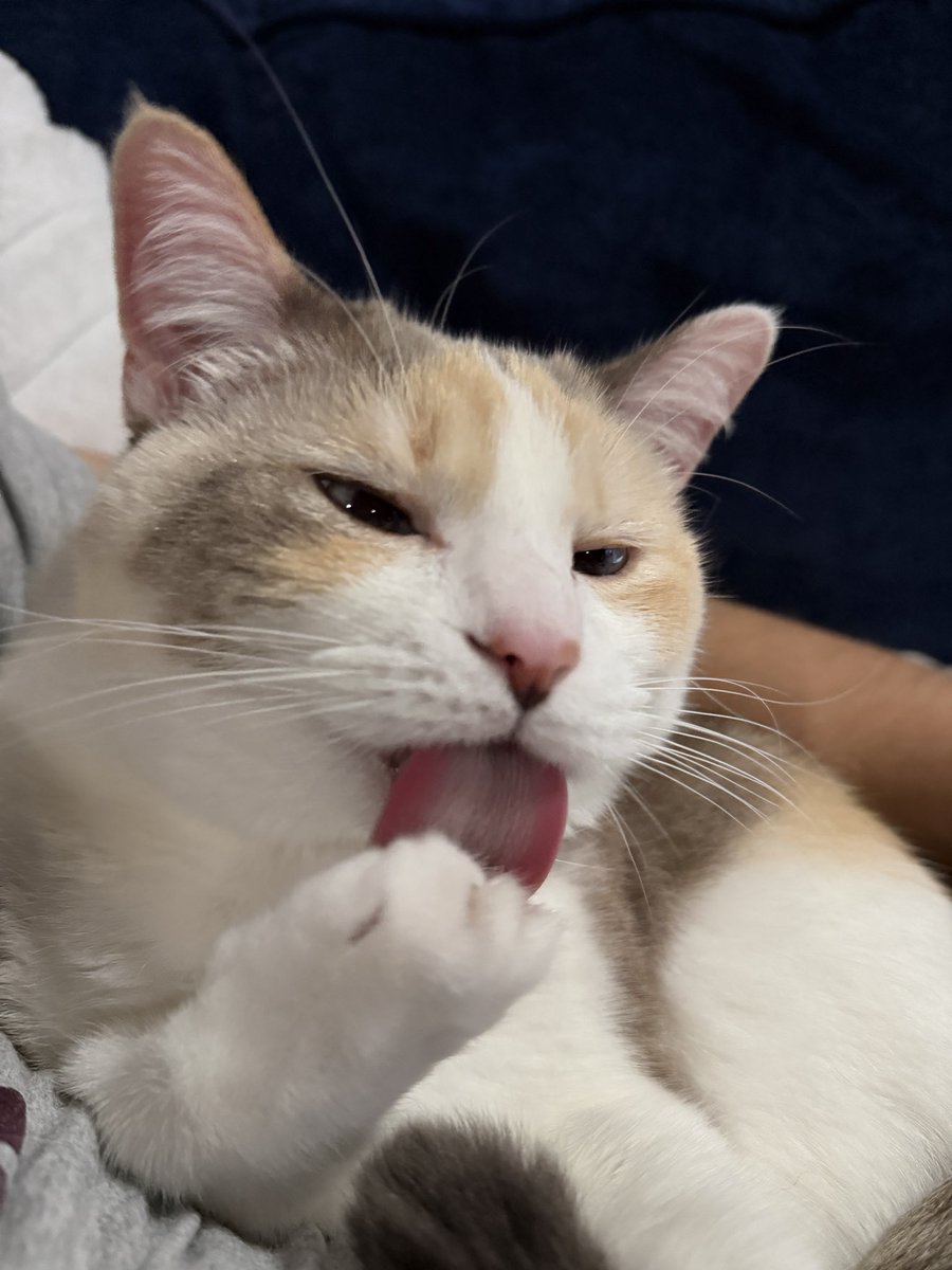 Panko A. Cat’s Mom tweet media