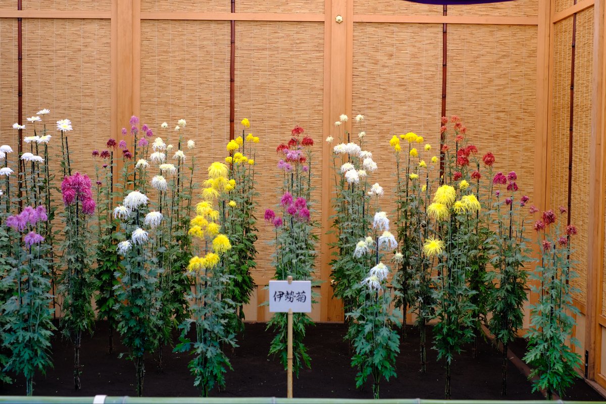 TanakaCoaching's tweet image. 新宿御苑菊花壇展より伊勢菊・丁子菊・嵯峨菊。

#xt30 #xf35mmf14 #fujifilm_xseries