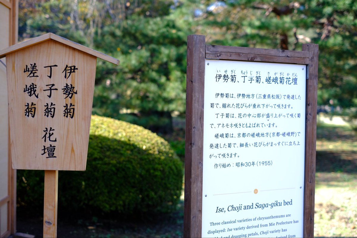 TanakaCoaching's tweet image. 新宿御苑菊花壇展より伊勢菊・丁子菊・嵯峨菊。

#xt30 #xf35mmf14 #fujifilm_xseries