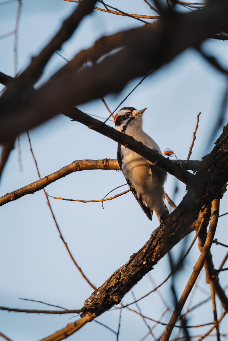 JamisonJPhoto's tweet image. Can you name this wood pecker? 🐥 Shot on the Fuji XH2, XF 150-600mm

#birding #birdcpp #wildlifephotography