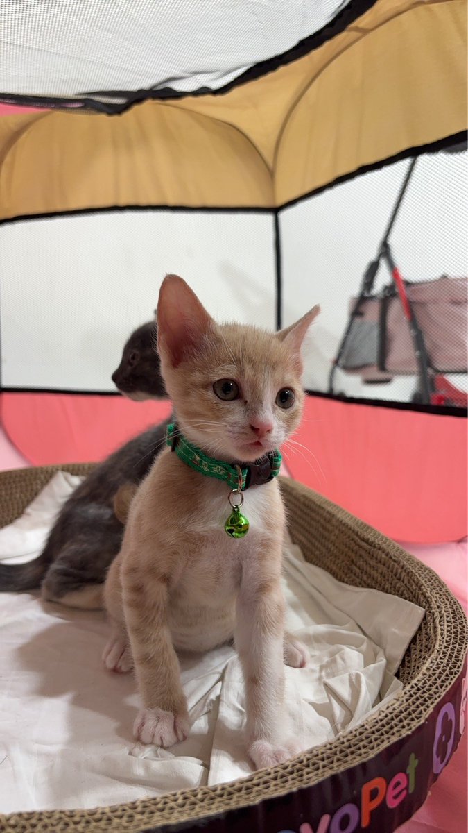 Catster & Co บ้านพักพิงแมวจร tweet media