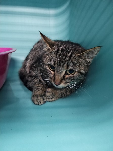 🟢 🐱 Chat trouvé le 24/11/2025 à L'HERMITAGE (35).
Femelle / Identifié(e) : Non

☎️ 02 99 60 92 22
📧  betton@sacpa.fr

#VigiPets #chatperdu #chattrouve #chat #perdu #trouve