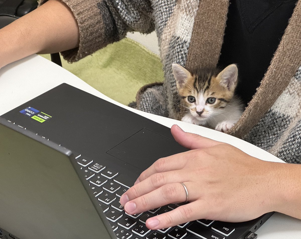 matsutake_cat's tweet image. 子猫時代からここが好き