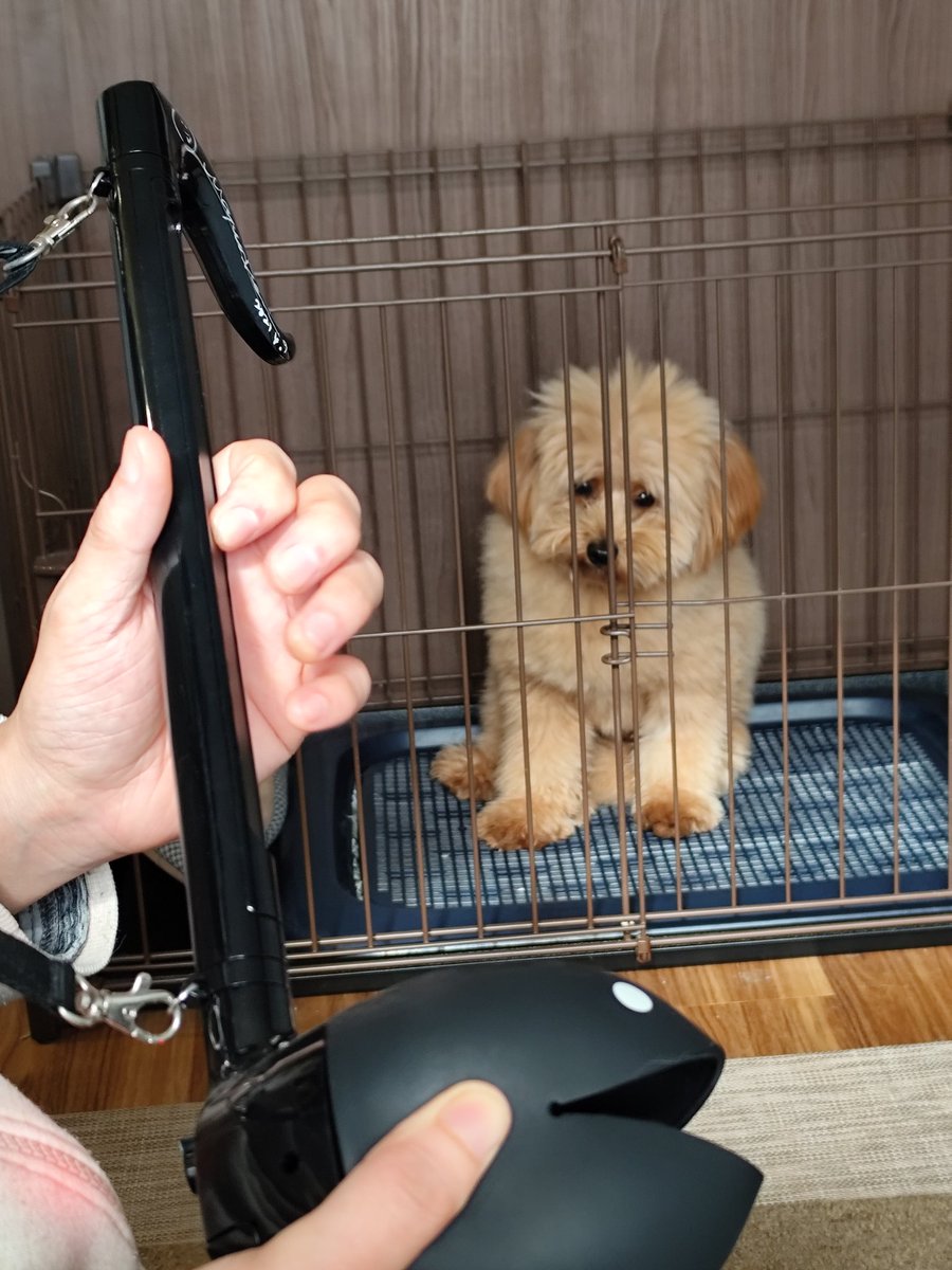 kuricon's tweet photo. オタマトーンを見つめる犬。 https://t.co/4HayjfEBr3