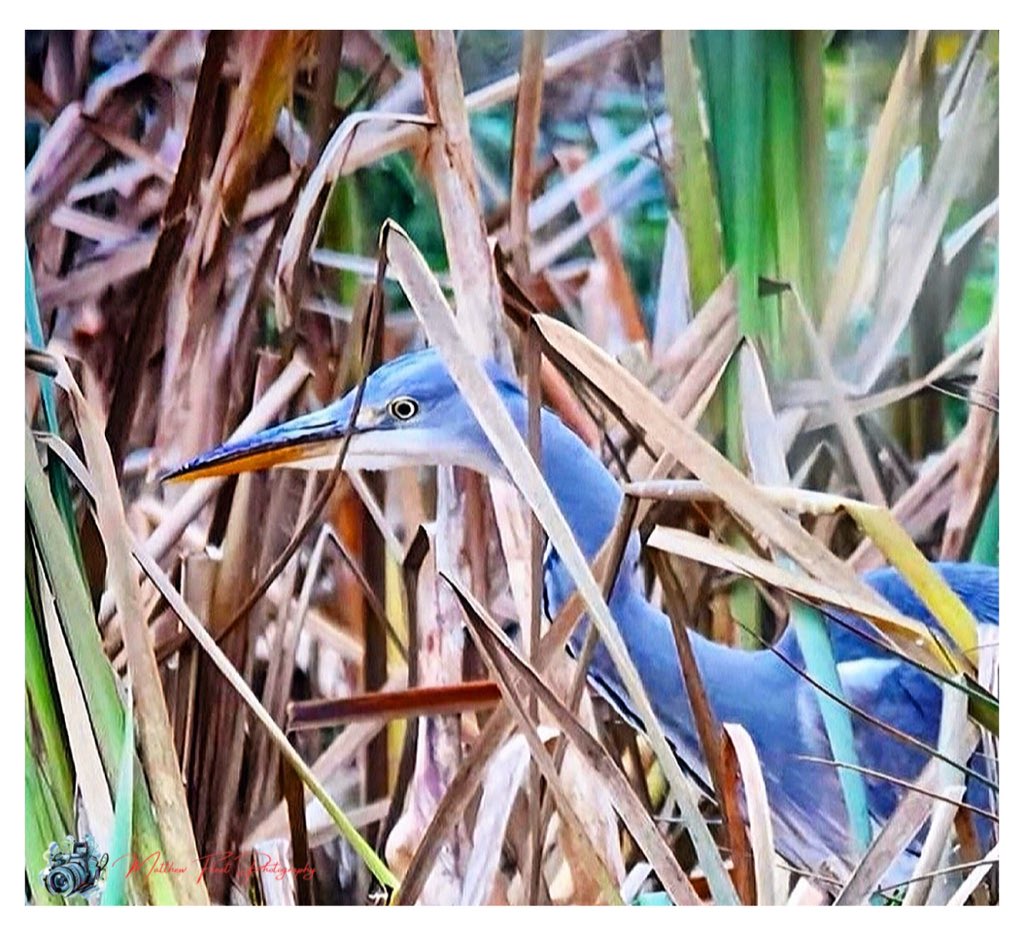 photography_m_f's tweet photo. Grey Heron, Chaddesley Corbett, UK ๐ด๓ ง๓ ข๓ ฅ๓ ฎ๓ ง๓ ฟ
#GreyHeron
#ChaddesleyCorbett
#Photography https://t.co/EV6CxhNqVX