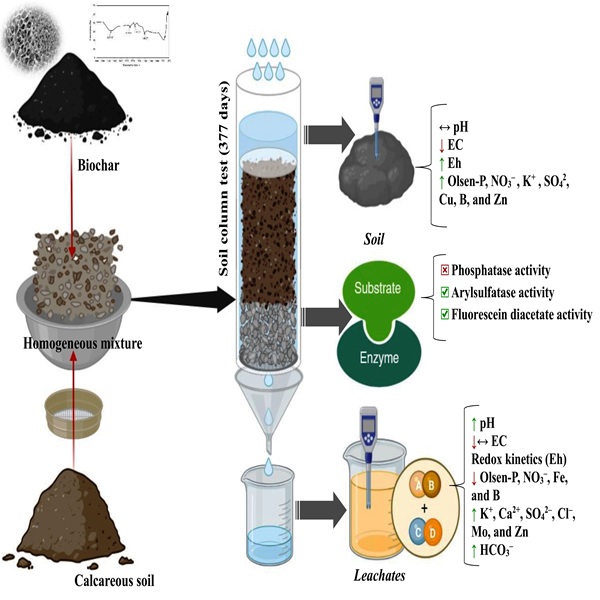 PlantSciToday's tweet image. High-alkaline coconut shell biochar modifies nutrient availability-retention and enzymatic activity in calcareous soil: A rapid incubation soil test - doi.org/10.14719/pst.8…