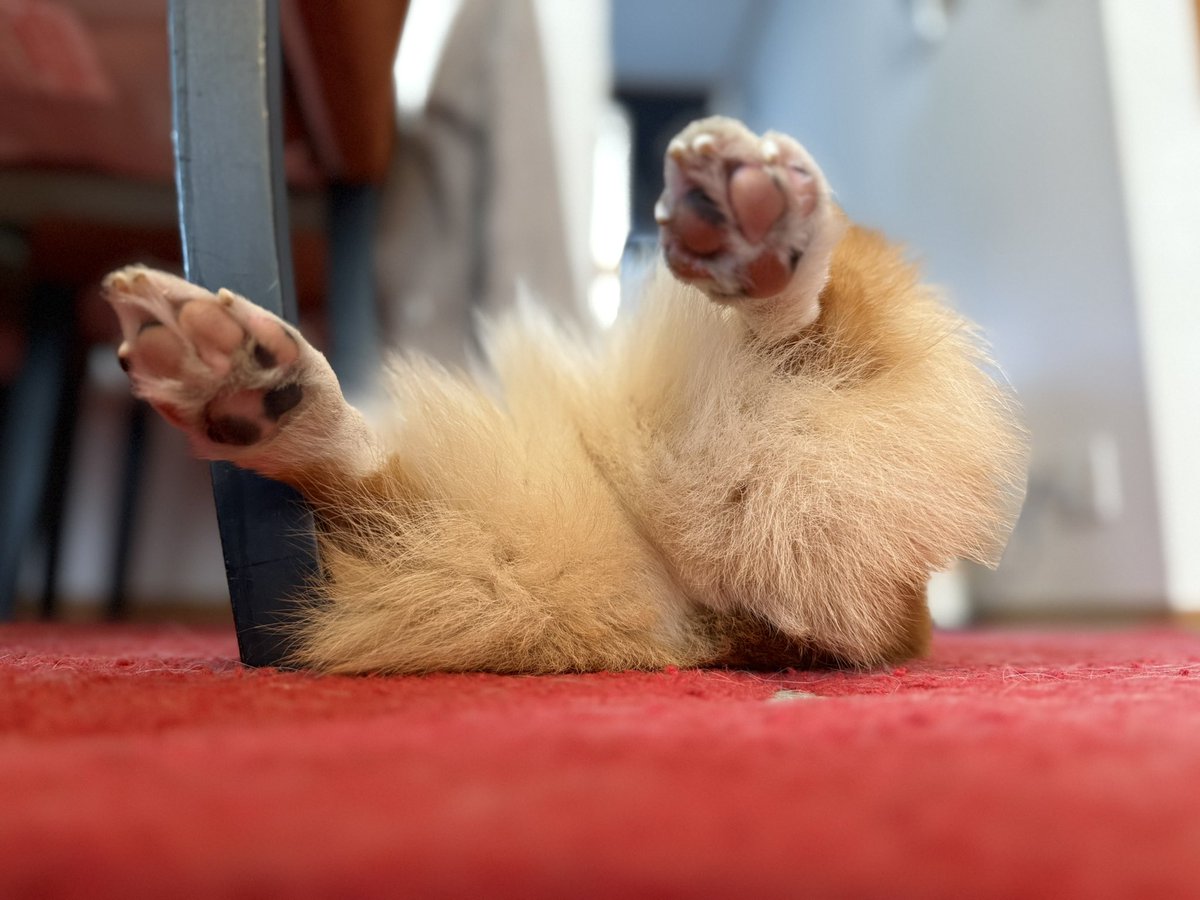 CorgiApo's tweet image. コーギーならではの眺め

#コーギー
#コーギーのいる暮らし
#Corgi