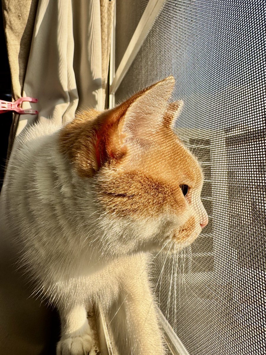 ビーのニャルソック #保護猫 #猫のいる幸せ #猫のいる生活 #猫好きさん