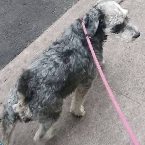 Caruto_2118's tweet photo. @gllgina1 Qué pasó, estoy buscando a mi perrita, todavía me tiene a mí. No la hemos dejado. https://t.co/EqCyEkvsnP