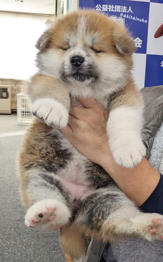 皆さんたくさんおすすめありがとうございます😭
お礼に赤ちゃん置いていきますね…