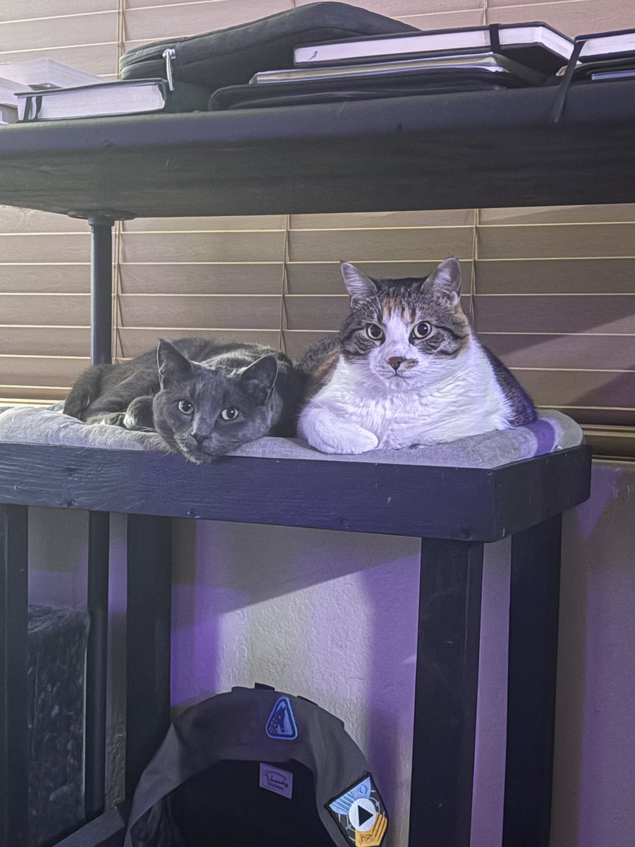 Brett Mallon tweet media