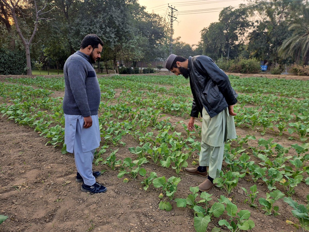 noumankhalidpbg's tweet image. Field visit 🌱✨

#Brassica #Seedlings #FieldObservation #PlantBreeding #AgricultureLife #CropScience #ResearchField #oilseeds #canola