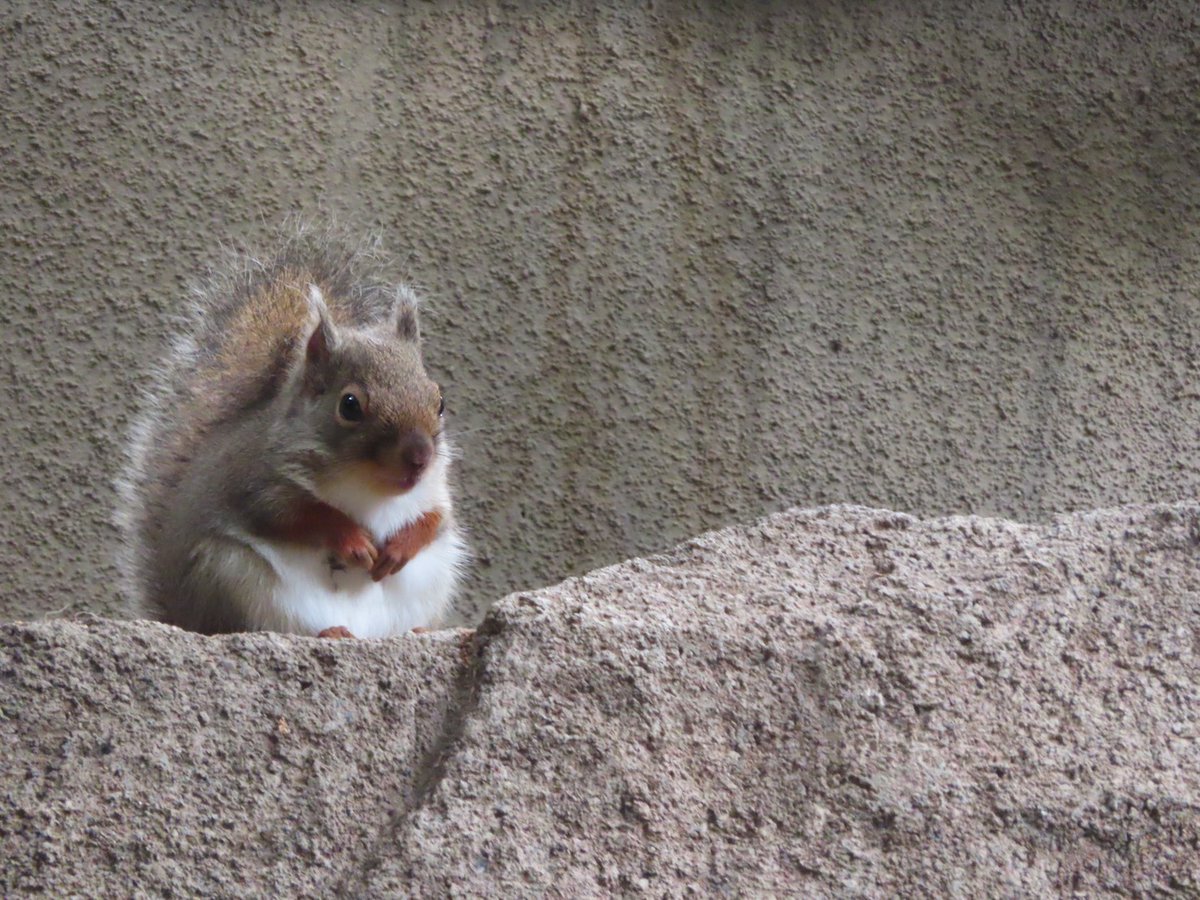 #ニホンリス は1年中貯食はしますが秋にかけて最も多くなります。
最近はひまわりの種も埋めたらしく、知らぬ間に沢山生えてきてました🌻
季節外れのひまわり畑でも作るつもりでしょうか...！？

#王子動物園 #リスと小鳥の森