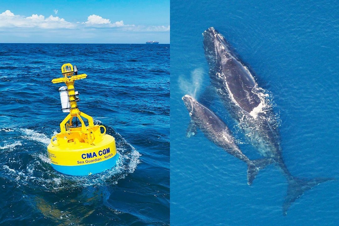 🚢🐋 Whale-saving tech: Over 20,000 whales are struck by ships each year. Digital acoustic monitoring, thermal imaging, AI + real-time alerts are helping ships avoid whales &amp; preventing collisions. Only ~370 right whales left: every life matters 🚢🐋
#SaveWhales #SaferShipping