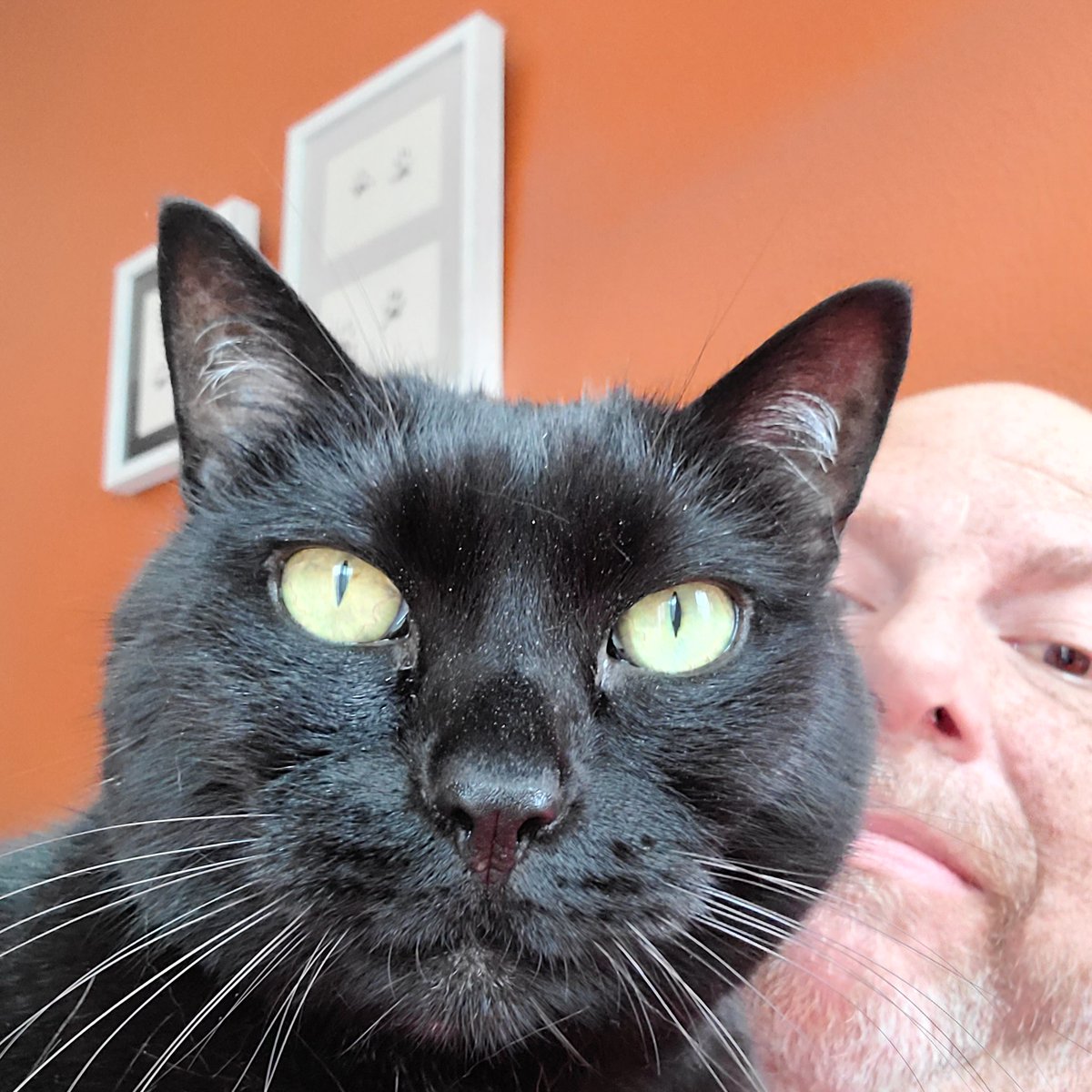 max_audition's tweet image. You know when you're on a writing deadline and your cat has decided it time for attention?