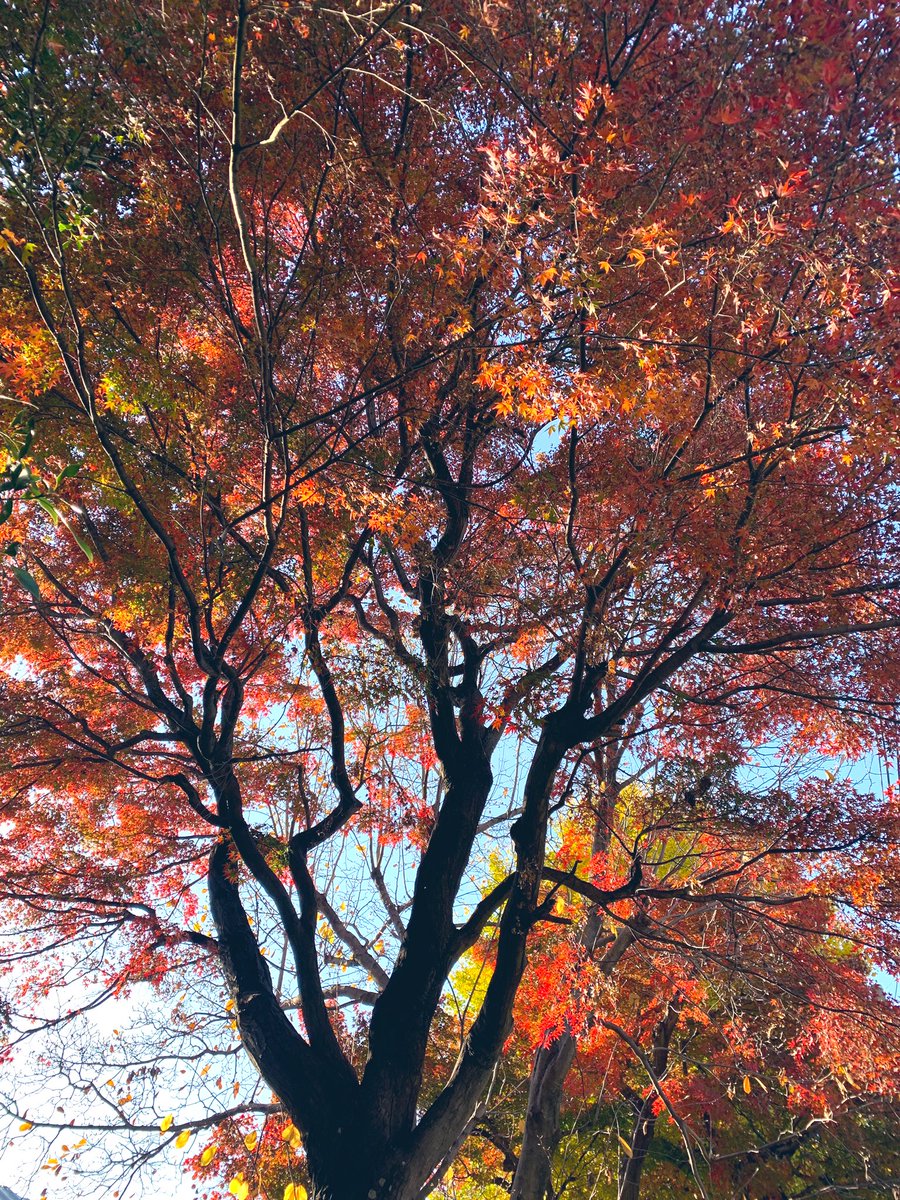 「紅葉が綺麗ですねぇ」|伊東 葉子のイラスト